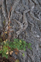 tree trunk background structured nature element photo