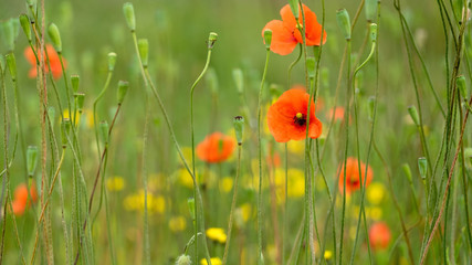 Wild poppies and yellow flowers in green summer grass