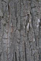 tree trunk background structured nature element