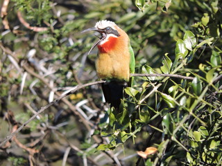 The beautiful colors of the White-fronted Bee-eater.