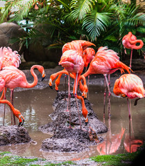 Flamingo birds on a small lake in Cartagena, Colombia