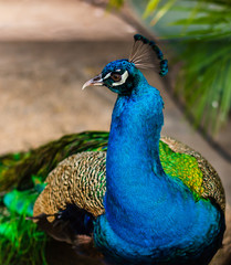 Travel photo from Cartagena, Colombia. Blue peacock on an alley