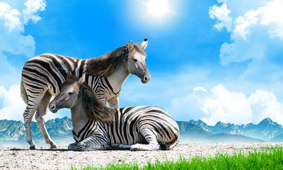 Fototapeta na wymiar Zorse, a Zebra and Horse hybrid. 