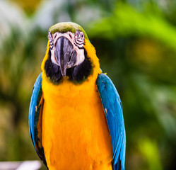 Blue and yellow macaw, parrot in a natural park in Cartagena, Colombia