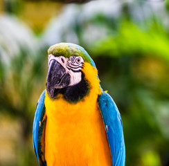 Blue and yellow macaw, parrot in a natural park in Cartagena, Colombia