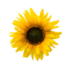 Fototapeta premium Sunflower isolated on white.