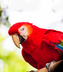 Scarlet macaw, parrot in a natural park in Cartagena, Colombia