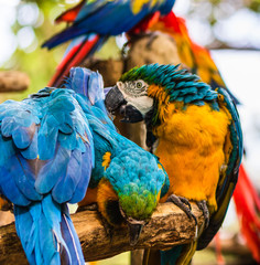 Blue and yellow macaw, parrot in a natural park in Cartagena, Colombia