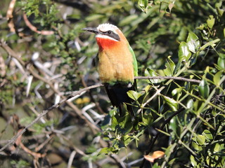 The beautiful colors of the White-fronted Bee-eater.