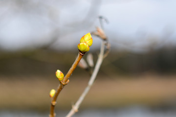 Wiosenny pączek © SebbPL