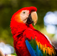 Scarlet macaw, parrot in a natural park in Cartagena, Colombia