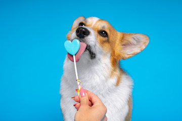portrait of cute redhead puppy dog Corgi licks his long tongue sweet candy on a blue background. Heart shaped lollipop and spirals.