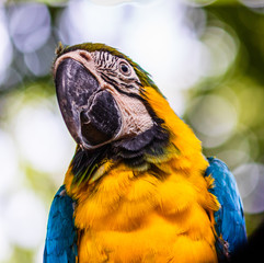 Blue and yellow macaw, parrot in a natural park in Cartagena, Colombia