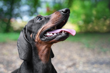 portrait of a cute dachshund dog, black and tan, smile and happy in summer sunny day for a walk in the summer park