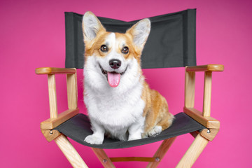 cute dog welsh pembroke corgi sits on a black director’s armchair on a pink background