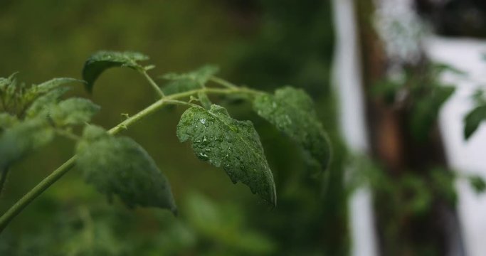 Wet Plant Leaves Macro
