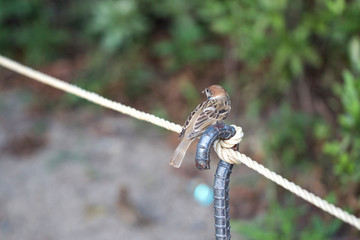 Sparrows sit on the fence and curious look to the side