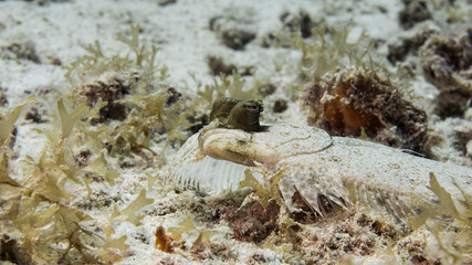 Close up of  Flounder in coral reef of the Caribbean Sea around Curacao