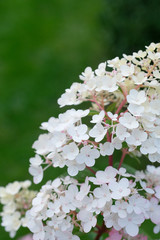 Favorite garden. Pink hydrangea in bloom. Hydrangea blooms on a sunny day. Blossoming flowers in the summer garden.