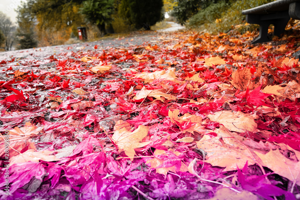 Wall mural autumn in scotland. colorful leaves on the road, close up