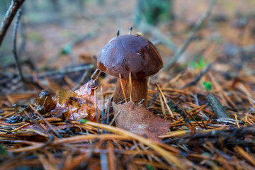 Podgrzybek grzyb © SebbPL