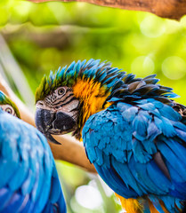 Blue and yellow macaw, parrot in a natural park in Cartagena, Colombia