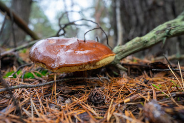 Podgrzybek © SebbPL