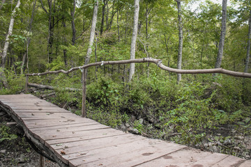 wooden bridge in the forest