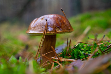 Podgrzybek © SebbPL