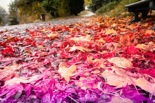 Autumn in Scotland. Colorful leaves on the road, close up