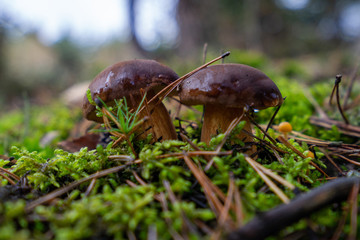 Podgrzybki © SebbPL
