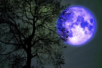 Crédence de cuisine en verre imprimé Pleine Lune arbre Buck lune sur le ciel nocturne sur la forêt sombre silhouette