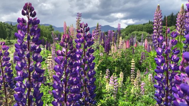 Handheld slow motion push-in shot of a Lavandula lanata, woolly lavender field with a lake and snow covered mountains under the clouds in the background
