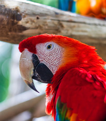 Scarlet macaw, parrot in a natural park in Cartagena, Colombia