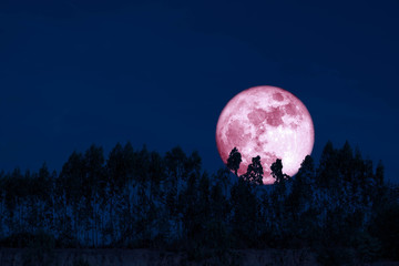 harvest pink moon on night sky back over silhouette pines tree and cloud background