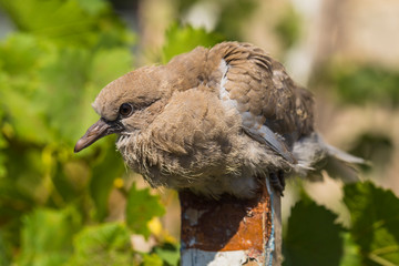 Wild pigeon chick. Eurasian collared dove (Streptopelia decaocto) is a dove species native to Europe and Asia. Streptopelia.