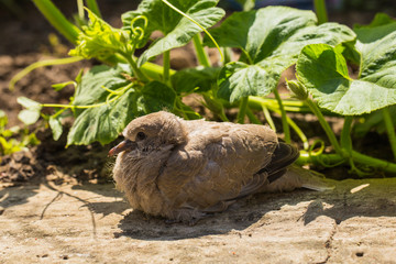 Wild pigeon chick. Eurasian collared dove (Streptopelia decaocto) is a dove species native to Europe and Asia. Streptopelia.