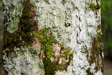 Tree trunk with moss, close-up