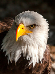 Fototapeta premium Scharfes Auge