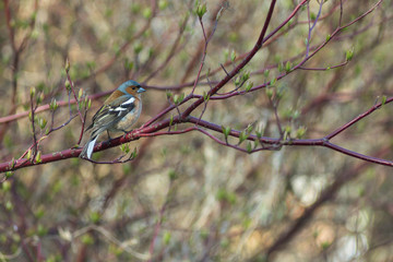 Common chaffinch tiny cute bird is sitting on a branch of a bush and singing. Close up portrait of a beautiful bird. Ornithology and the study of birds in the park. Amazing multi-colored bird.