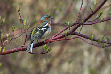 Common chaffinch tiny cute bird is sitting on a branch of a bush and singing. Close up portrait of a beautiful bird. Ornithology and the study of birds in the park. Amazing multi-colored bird.