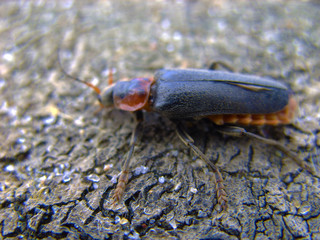 Beetle on the Baltic Sea