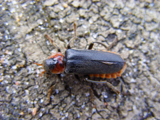 Beetle on the Baltic Sea