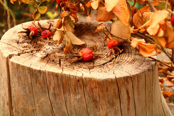 herbststimmung im wald