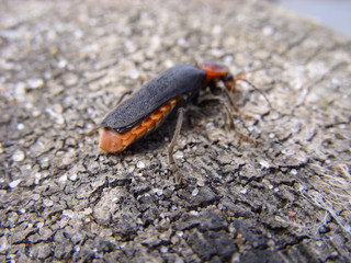 Beetle on the Baltic Sea