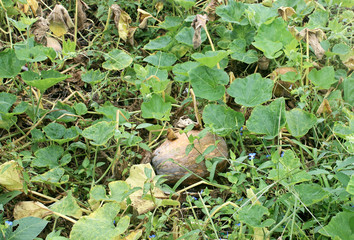 Obraz premium 호박덩굴