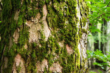 Fototapeta premium Tree trunk with moss, close-up