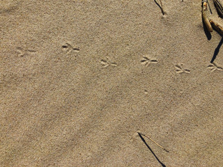 Traces of a slab in the sand by the sea