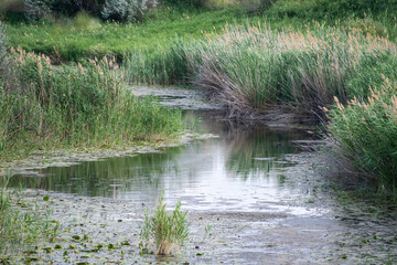 Obraz premium Landscape overgrown with duckweed and reeds of a quiet field river