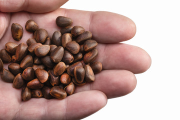 Pine nuts from the cones of Siberian pine in man’s hand. Close-up, studio shot.